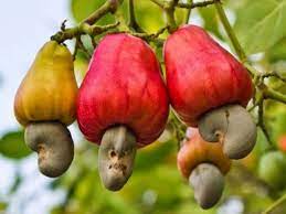 cara menanam jambu monyet