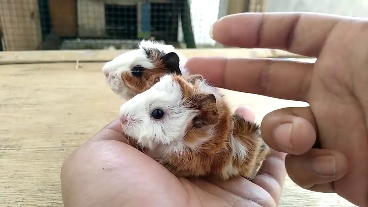 cara merawat bayi marmut