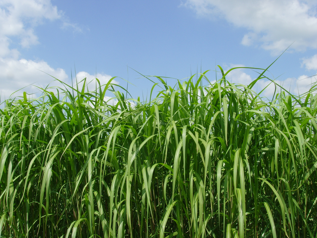 Rumput Yang Bagus Untuk Sapi