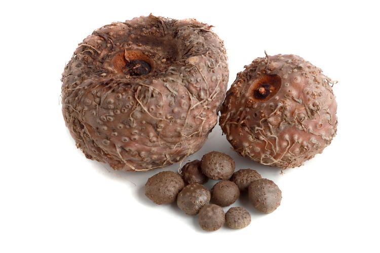 manfaat dan kegunaan porang