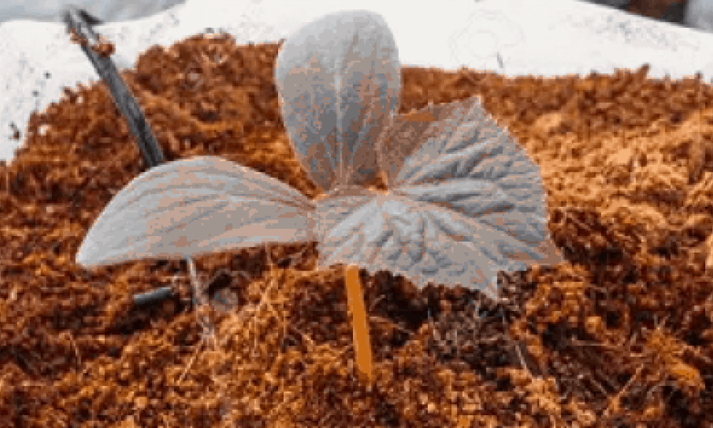 Fungsi Cocofiber untuk Tanaman